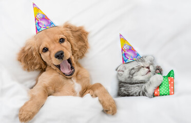 Funny yawning English Cocker spaniel puppy and kitten wearing birthday caps sleep together under...