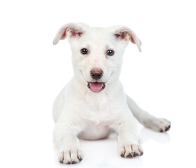 Fototapeta premium Portrait of a white crossbreed dog. Isolated on white background