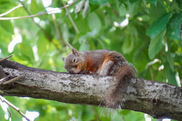 うたた寝するリス