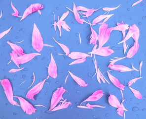 Pink peony petals on blue background. Abstract floristic background
