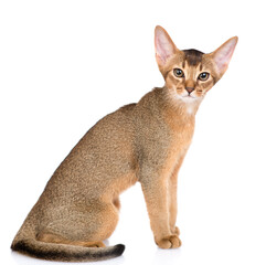 Young Abyssinian young cat sits in side view. Isolated on white background