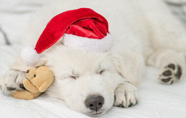 White Swiss shepherd puppy wearing  red santa hat sleeps with favorite toy bear under white warm blanket on a bed at home