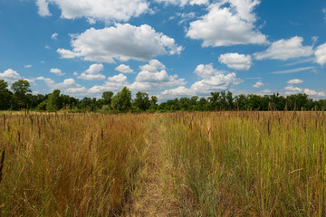 Narrow road between dry grass in a field. In the distance, the forest is dark green. Summer landscape. Many different plants