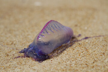 Fototapeta na wymiar purple jellyfish in the sand