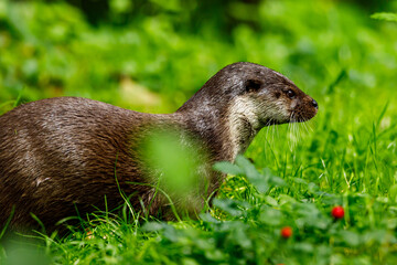 An otter is playing in the water