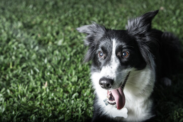 border collie dog on the grass
