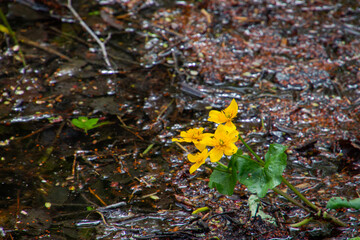 Yellow flower of a Marsh marigold with copy space, also called Caltha palustris or Sumpfdotterblume