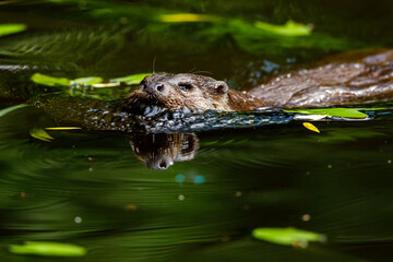 An otter is playing in the water