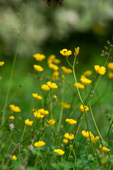 Ranunculus acris plant flower.
meadow buttercup or tall buttercup or common buttercup or giant buttercup yellow flower