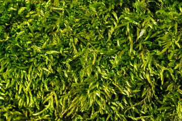 Moss background