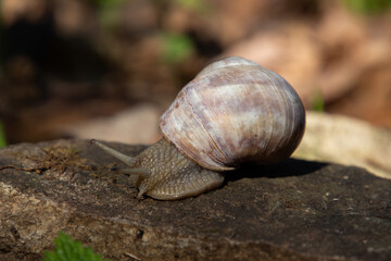 Close up of a snail on a rock