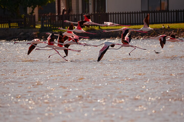 A group of flamingos spreading their colorful wings and flying over the water