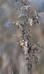 Redpoll  looks for a new source of food 