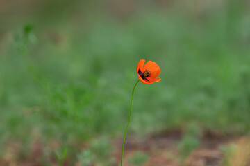 Papaver rhoeas red flower.
Сommon poppy, corn poppy, corn rose, field poppy, Flanders poppy,  red poppy.