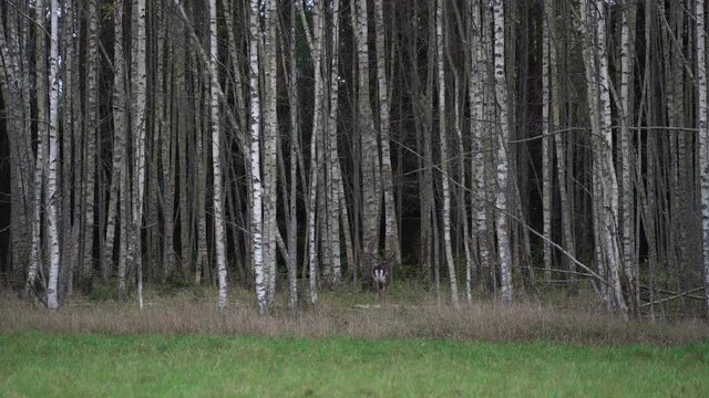 Stunning male deer with huge antlers is running to the forest in wild nature.