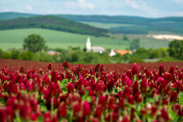 Fototapeta premium Idyllic landscape and a flowering crimson clover farmland