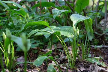 Wild garlic in the forest, also called Allium ursinum