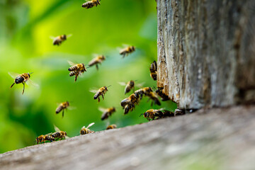 A swarm of honey bees at the bee house	 - obrazy, fototapety, plakaty