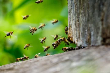 Foto auf Acrylglas Ein Schwarm Honigbienen im Bienenhaus © hecke71