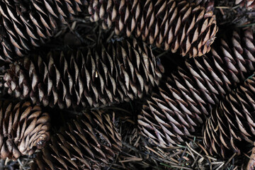 Forest cones as background