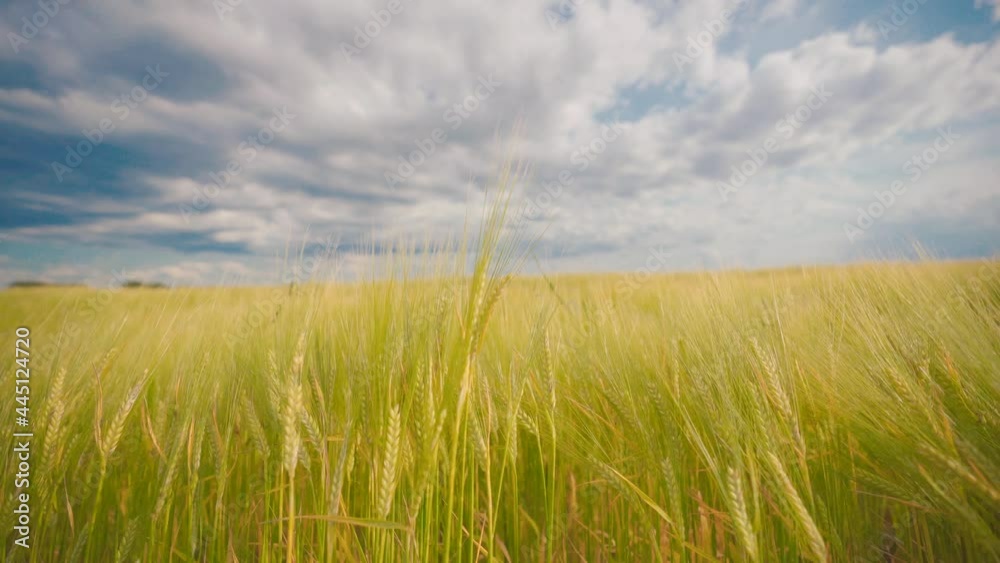 Wall mural cornfield moves in the wind. concept for agriculture and farmers. a storm is coming and the weather 