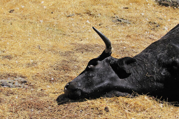 Closeup of a dead black cow in the middle of a meadow.