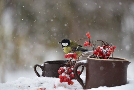 Fluffy great tit bird perched on a clay pot with red berries growing in it