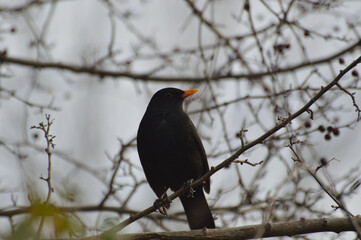 blackbird perched on a branch in winter morning