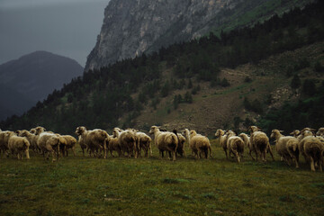 flock of sheep in the Ossetia mountains