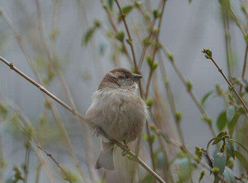 Tyrannis Bilder Durchsuchen 295 Archivfotos, und