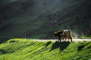 cows in the mountains under the sun