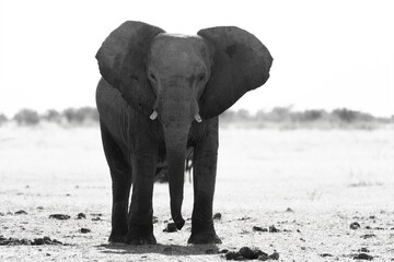 Grayscale image of a huge walking African bush elephant