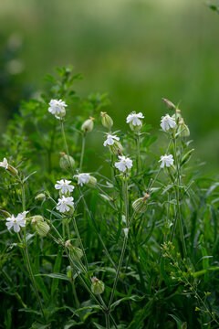 Silene latifolia white flower.
Spring flower white campion, bladder campion
