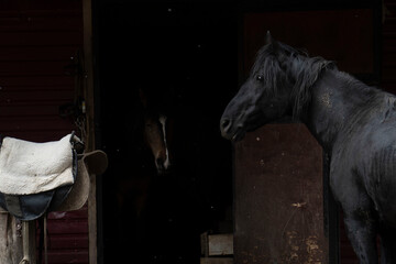 Two horses, black and brown, in the stable on farm