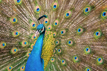 Portrait of beautiful peacock with feathers out