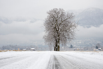 Obraz premium Bare Tree on a Winter Road with Mountain in a Snowy Day in Ascona, Ticino, Switzerland.