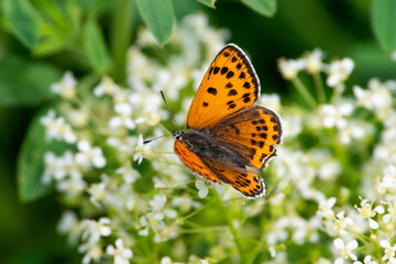 Lycaena dispar orange butterfly sit on white flower
Spring scene with large copper
