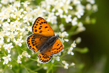 Lycaena dispar orange butterfly sit on white flower
Spring scene with large copper
