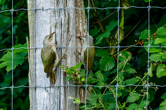 A Grey Headed Woodpecker On A Trunk