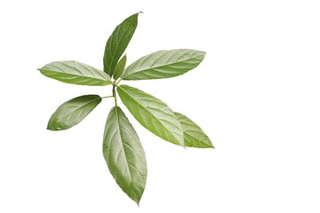 Obraz premium leaves isolated on white background