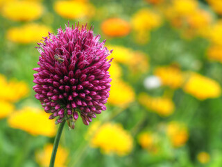 Wildbiene an Zierlauchblüte