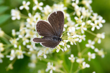 Everes argiades black butterfly sit on white flower.
Spring scene with short-tailed blue or tailed Cupid