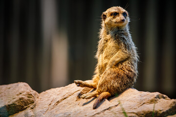 meerkat on the lookout