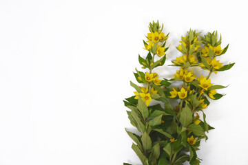 Bouquet of bright delicate flowers on white background