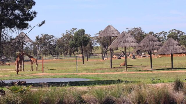 African safari arid plains with huts and giraffes &ndash; scenic 4k timelapse in Dubbo
