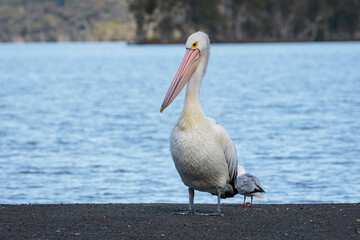 Australian Pelican, Wandandian Creek, NSW, July 2021