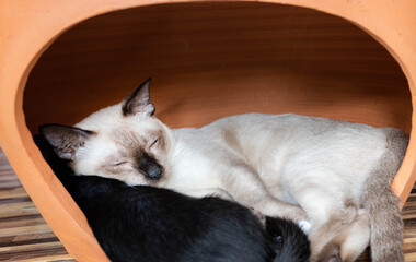 White mother cat sleeping hugging a black kitten