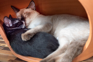 White mother cat sleeping hugging a black kitten