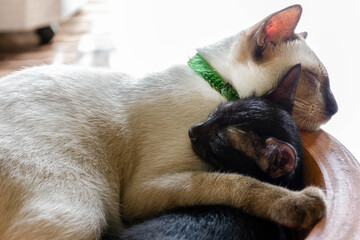 White mother cat sleeping hugging a black kitten