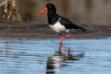 Australian Pied Oystercatcher, Wandandian Creek, NSW, July 2021